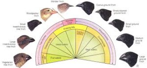 Darwin's finches 1
