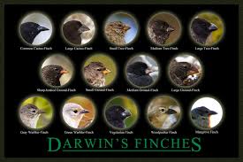 Darwin's finches 3