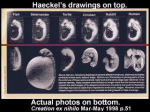 Haekel's Embryos