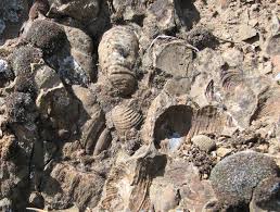 Marine fossils on mountains