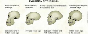 evolution of human skulls 2