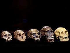 evolution of human skulls