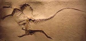 fossil death pose 1