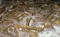 massive grouping of bones from flood